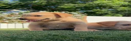Labrador Retriever perros en venta: LABRADOR RETRIEVER  - Anuncio 8