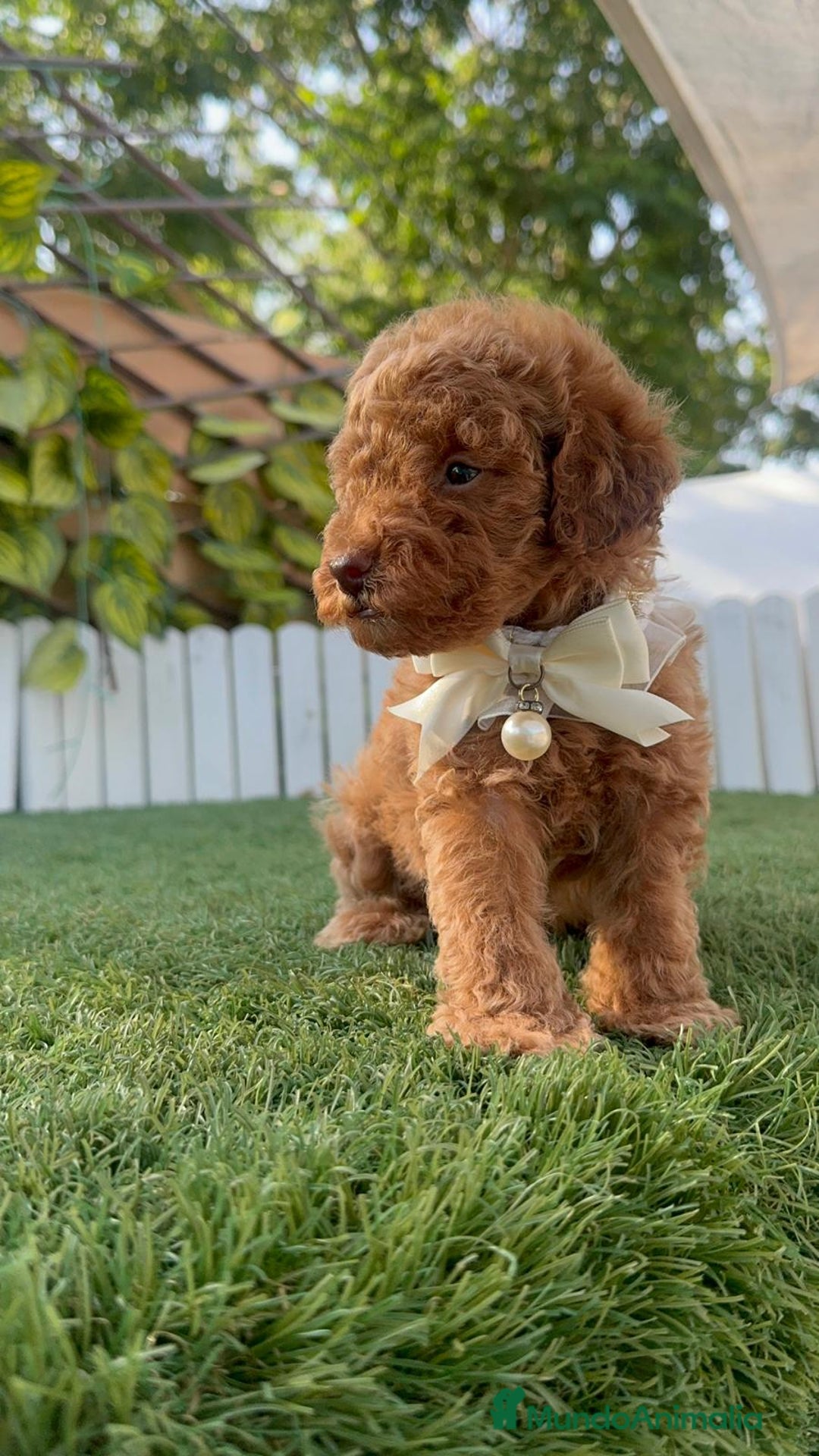 Caniche Toy perros en venta: CANICHE TOY EN SEVILLA, ENVIO A TODA ESPAÑA - Imagen 15