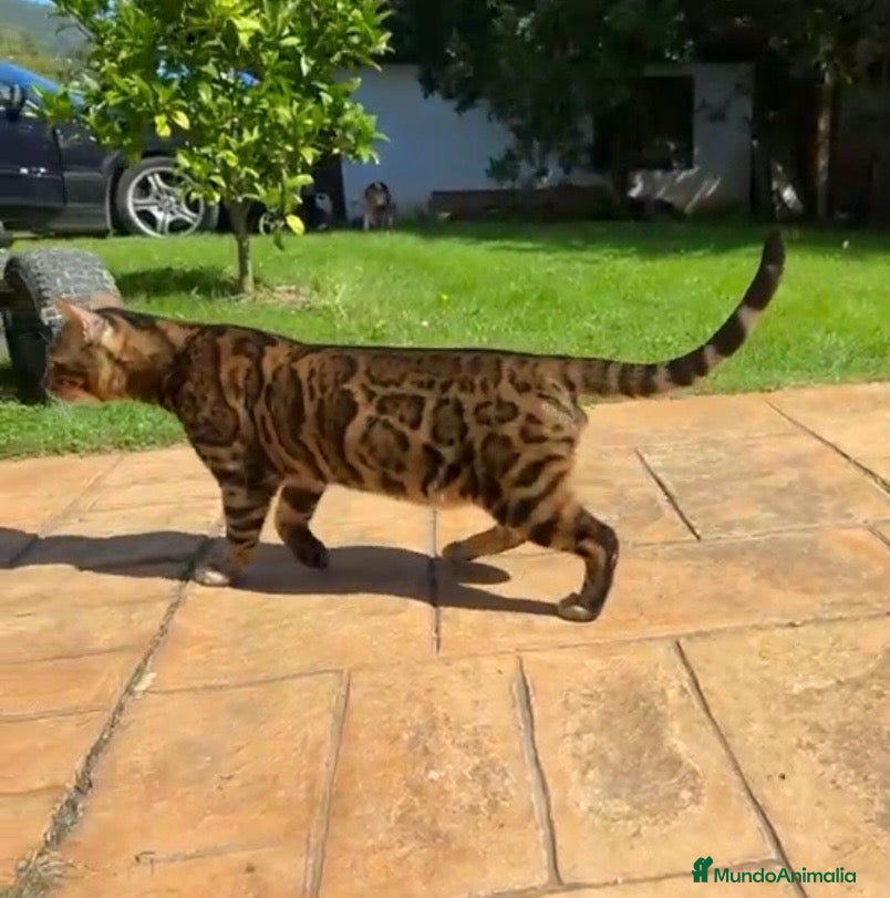Bengalí gatos Bengali adulto - Anuncio 3