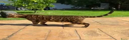 Bengalí gatos en venta: Bengali adulto - Anuncio 1