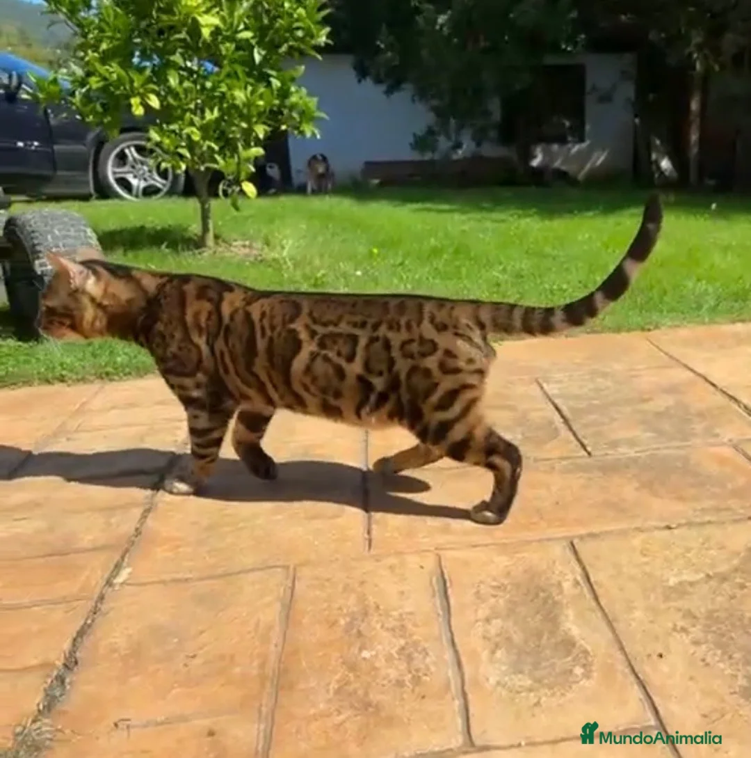 Bengalí gatos en venta: Bengali adulto - Anuncio 1