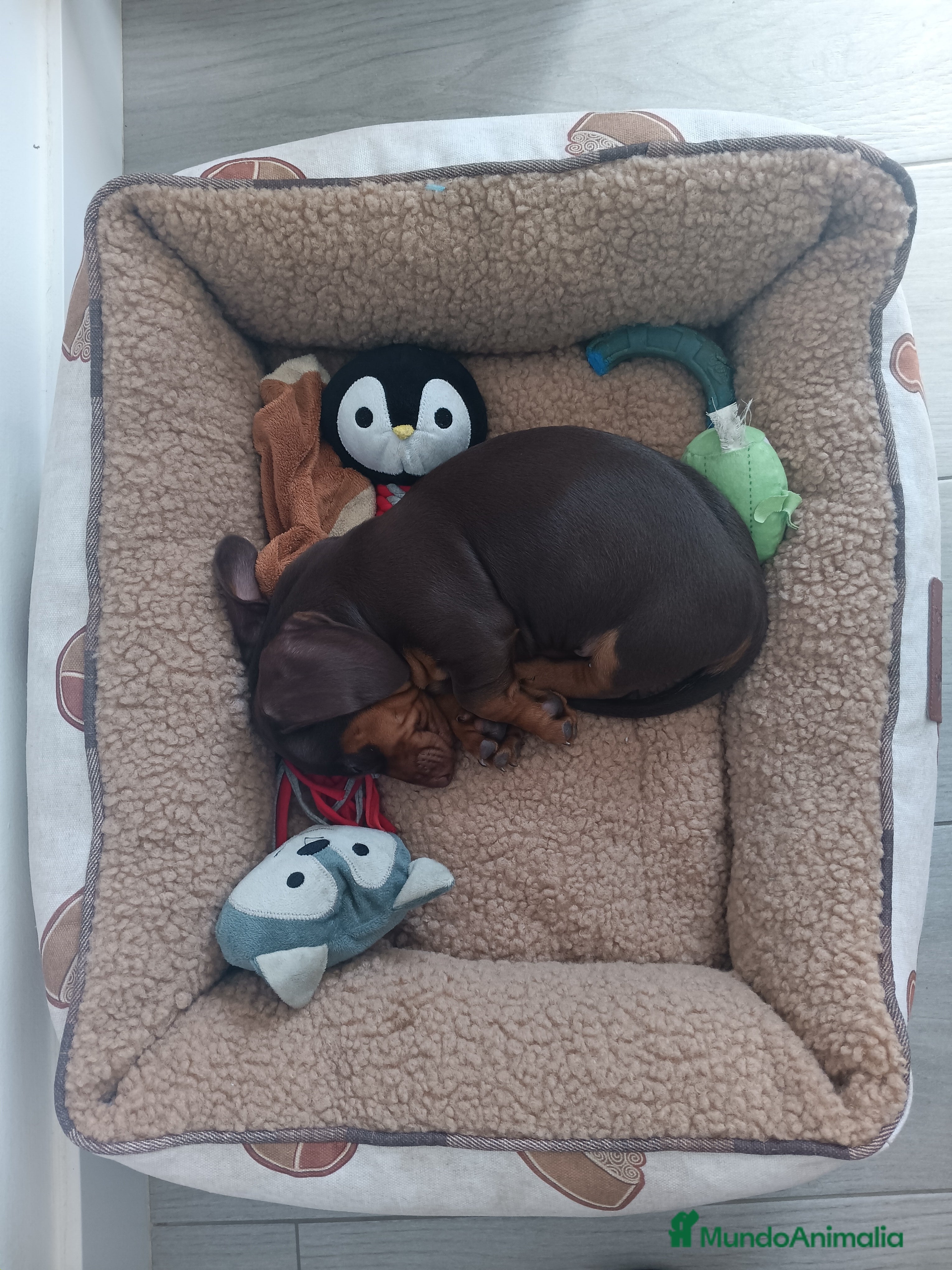 Teckel perros Teckel Mini Choco - Anuncio 3