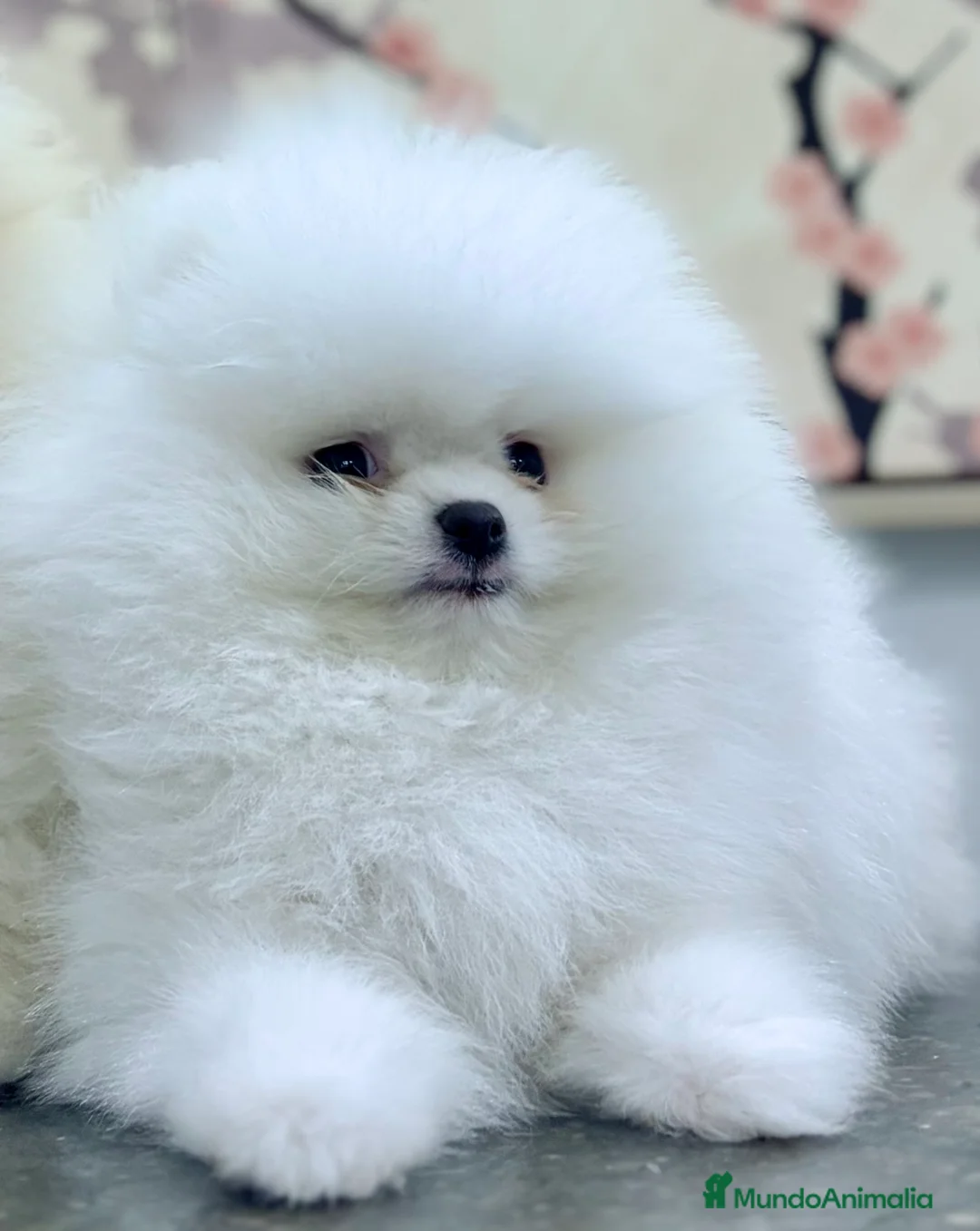Pomerania perros en venta: Pomerania blanco - Anuncio 3