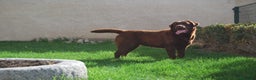 Labrador Retriever perros en venta: Cachorros de Labrador Chocolate en Madrid - Anuncio 9