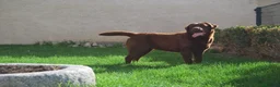 Labrador Retriever perros en venta: Cachorros de Labrador Chocolate en Madrid - Anuncio 9