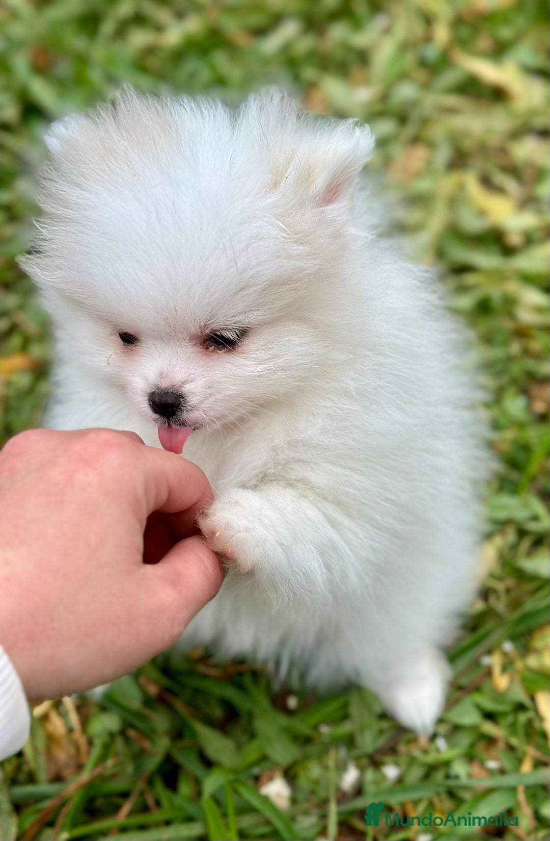 Pomerania perros en venta: POMERANIA MINITOY HEMBRAS ESPECTACULARES! en Barcelona - Imagen 4