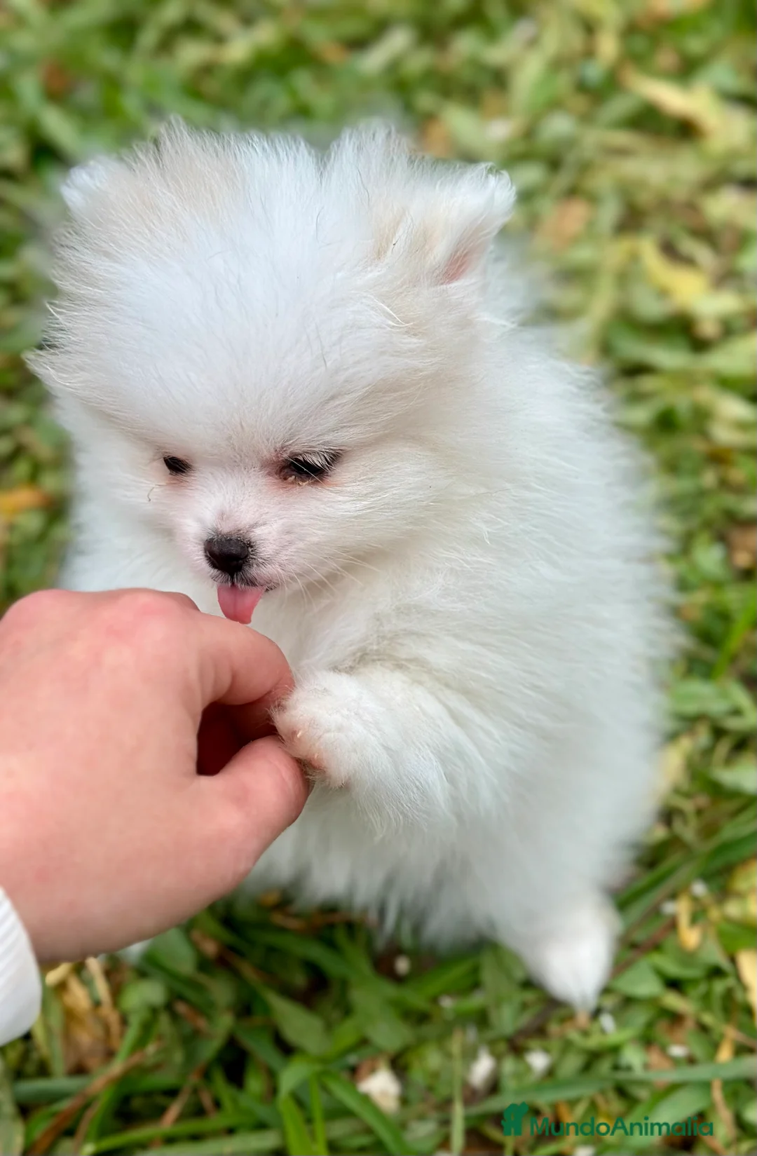 Pomerania perros en venta: POMERANIA MINITOY HEMBRAS ESPECTACULARES! en Barcelona - Anuncio 4