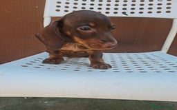 Teckel perros en venta: Teckel mini - Imagen 1