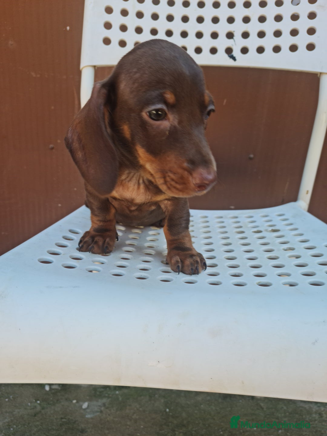 Teckel perros en venta: Teckel mini - Imagen 1