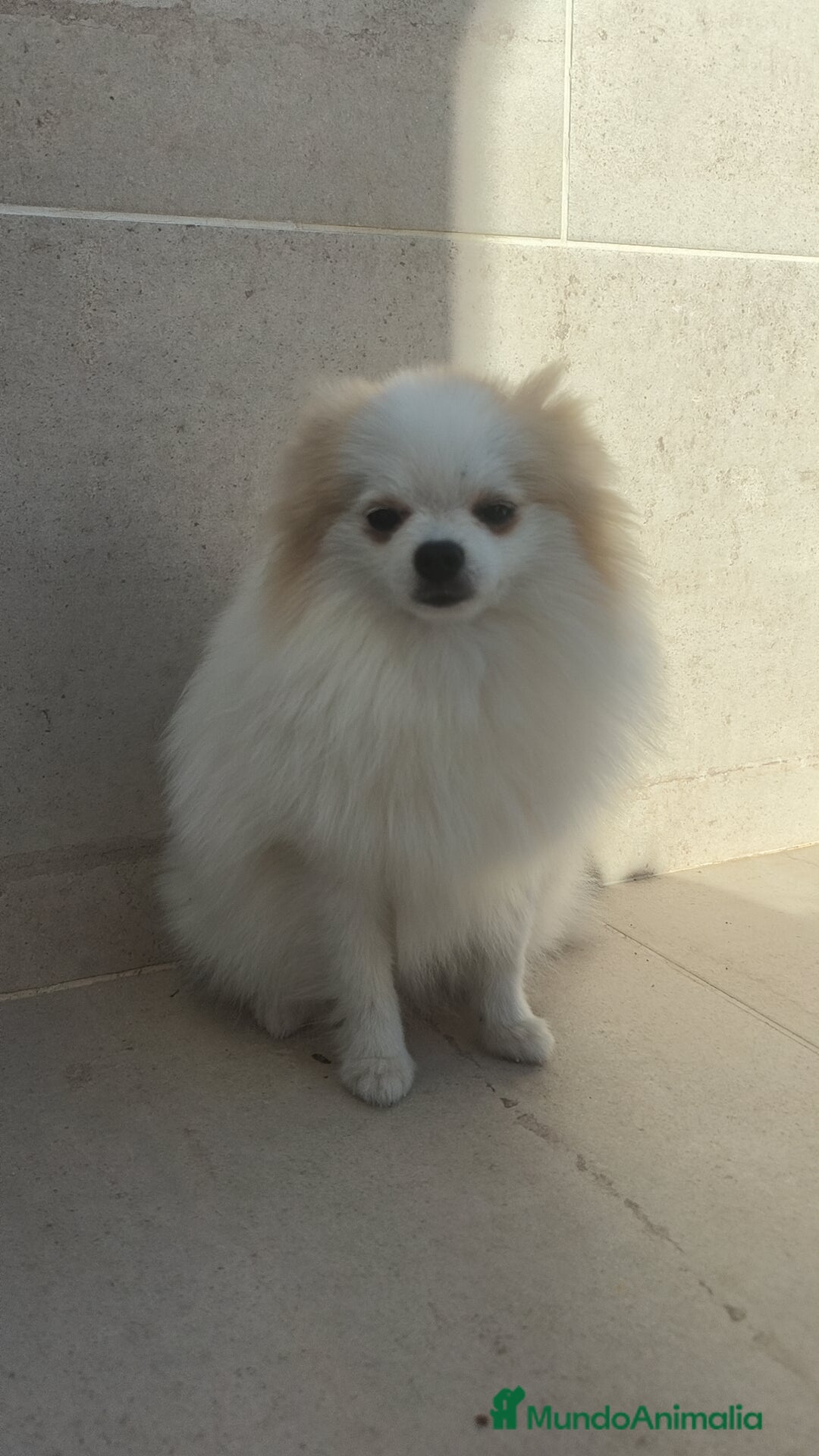 Pomerania perros en venta: Pomerania pedigree 7meses - Imagen 6