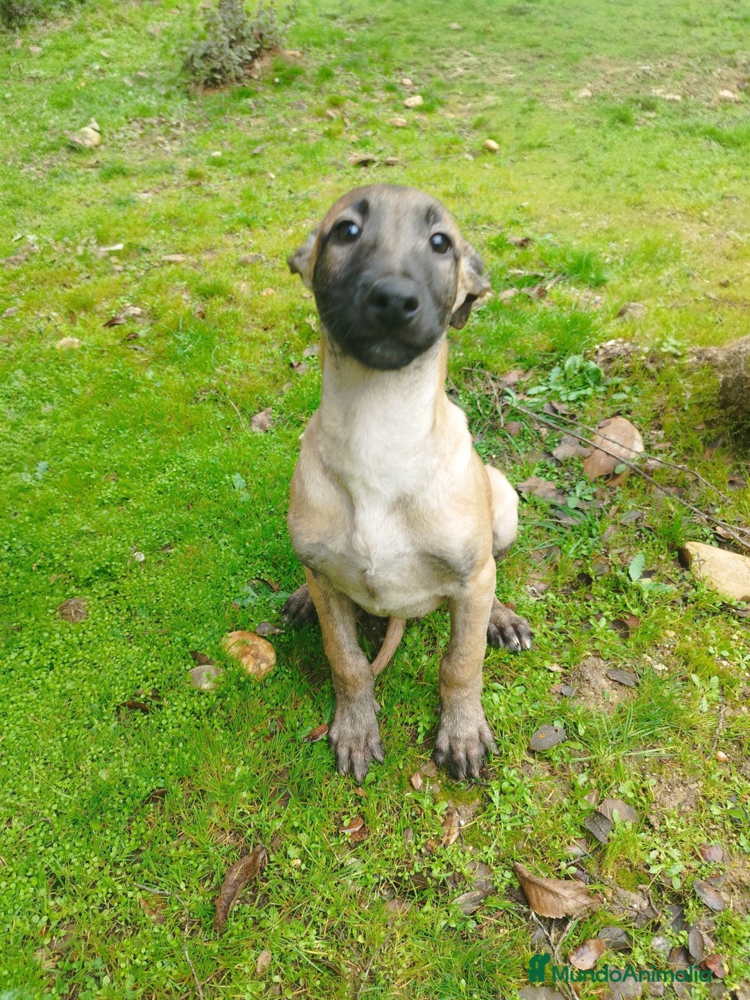 Pastor Belga Malinois perros en venta: Malinois  - Anuncio 1
