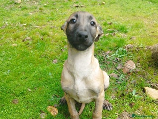 Pastor Belga Malinois perros Malinois - Anuncio 7