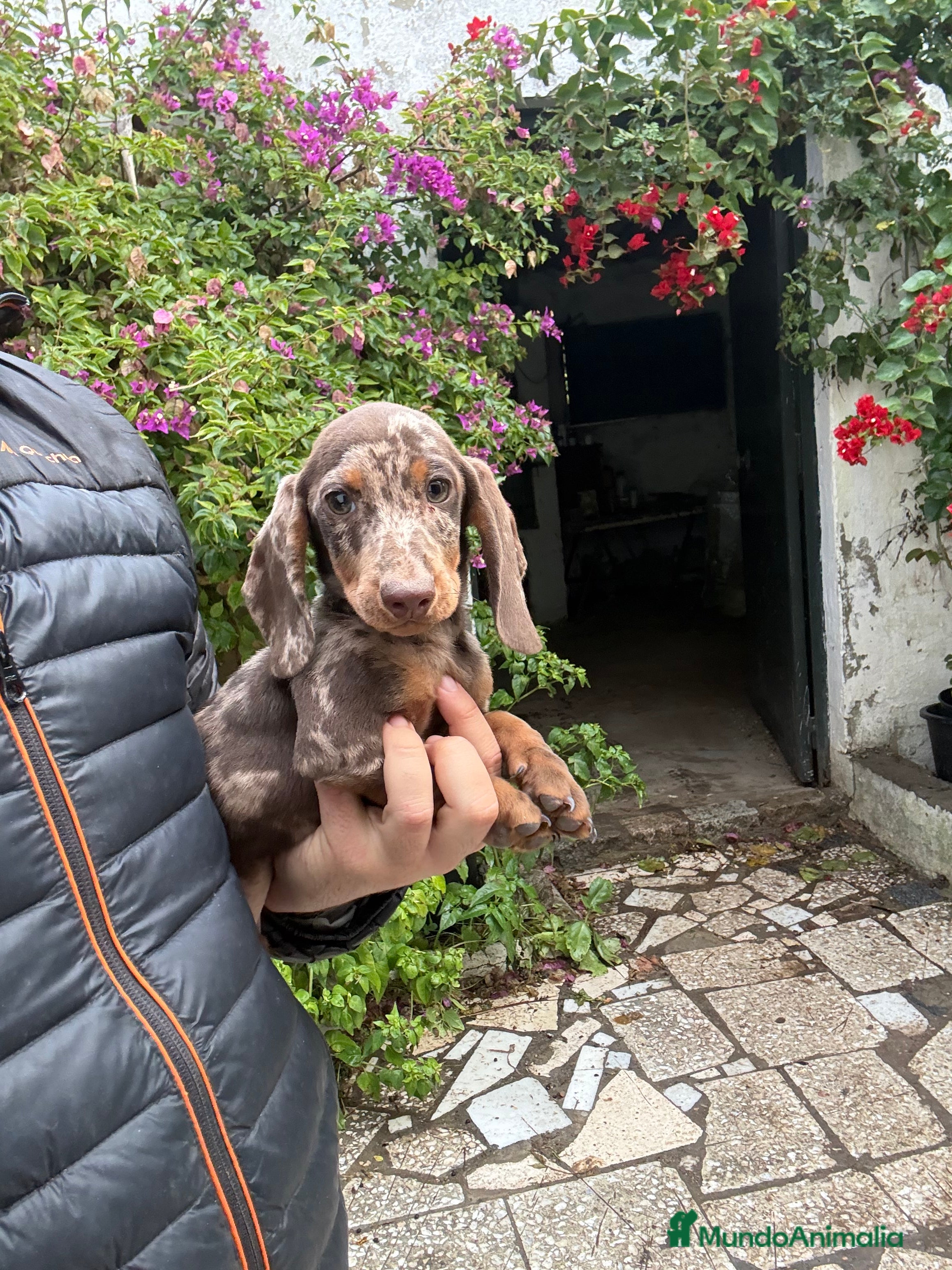 Teckel perros Teckels kaninchen y mini  - Anuncio 5