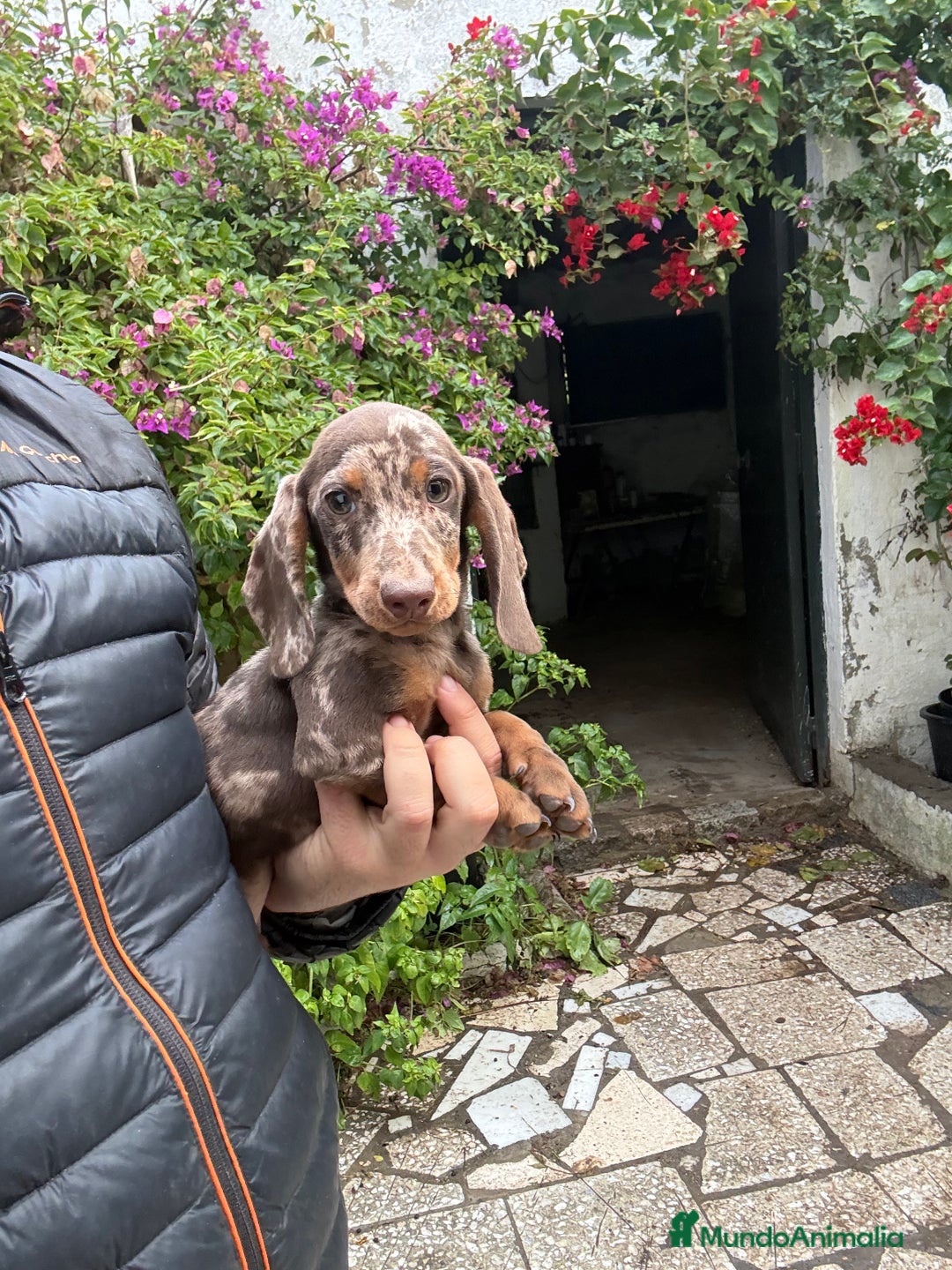 Teckel perros en venta: Teckels kaninchen y mini  - Anuncio 1