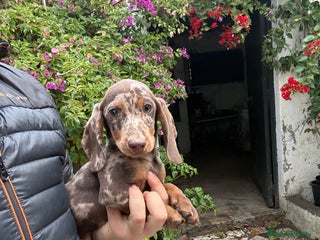 Teckel perros Teckels kaninchen y mini - Anuncio 1