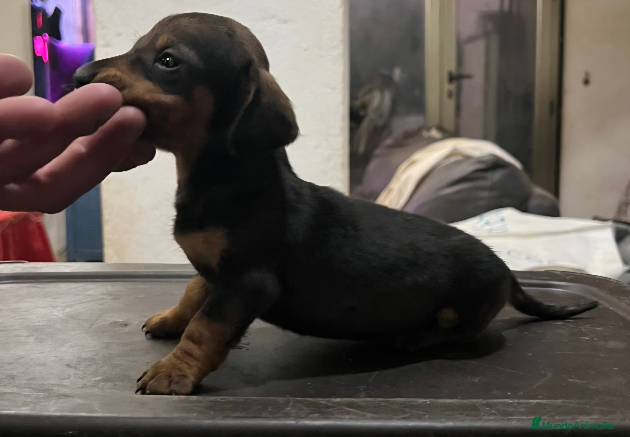 Teckel Miniatura perros Teckel kaninchen  - Anuncio 14