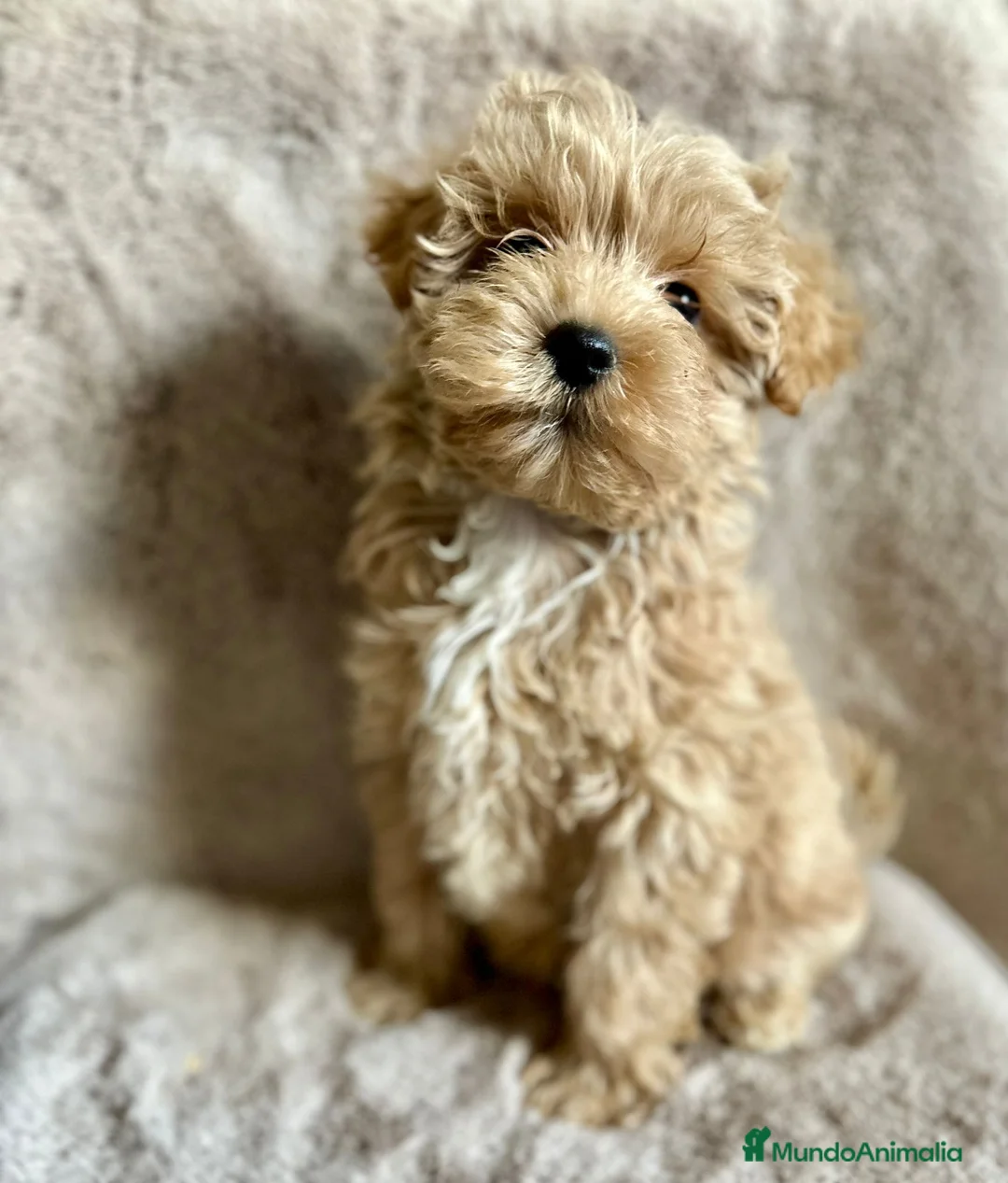 Maltipoo perros en venta: MALTIPOO APRICOT MACHO - Anuncio 5