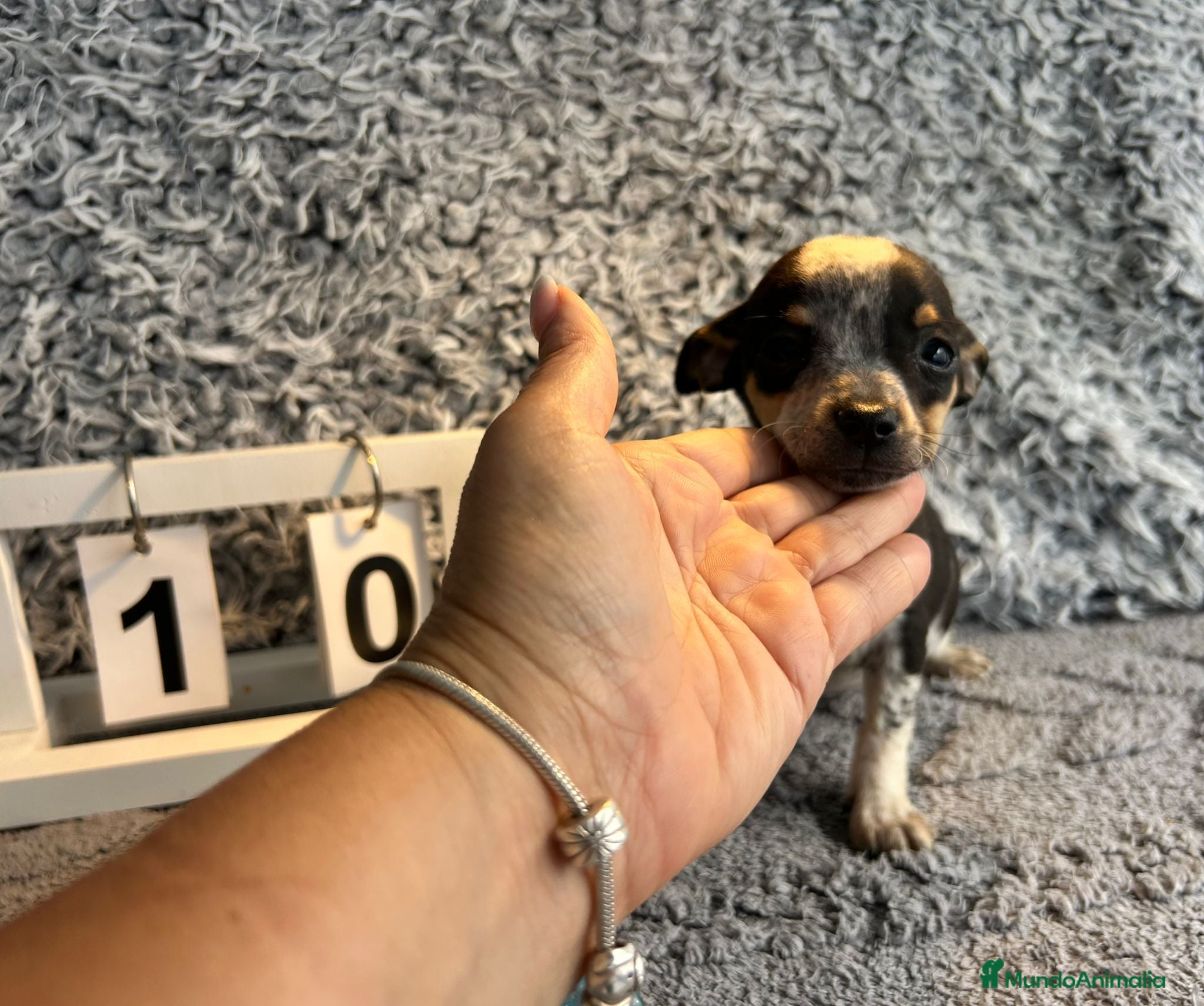 Chihuahua perros Chihuahua macho tricolor  - Anuncio 4