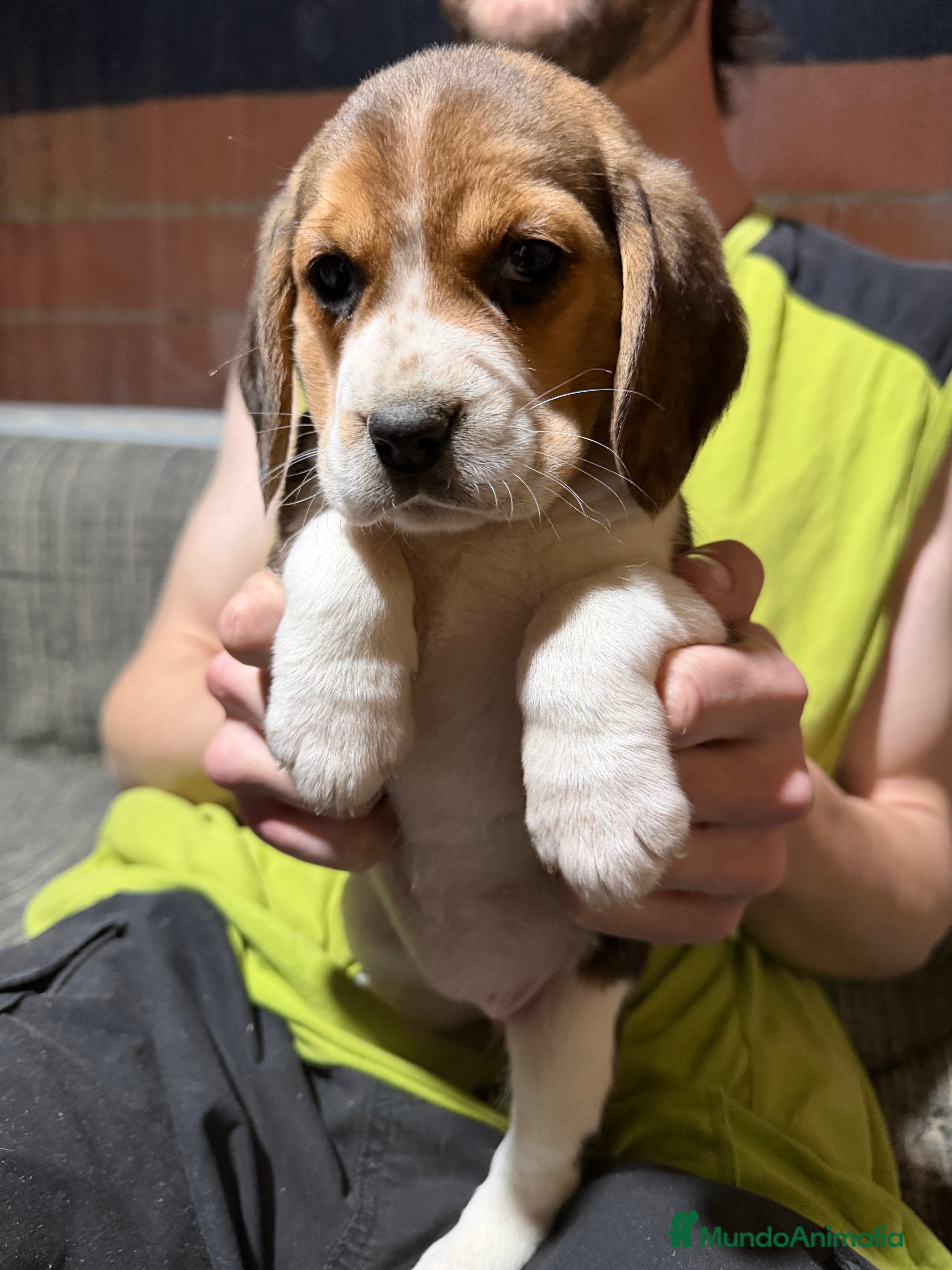 Beagle perros Cachorritos de Beagle 🐶🐾 - Anuncio 1