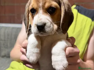 Beagle perros Cachorritos de Beagle 🐶🐾 - Anuncio 1