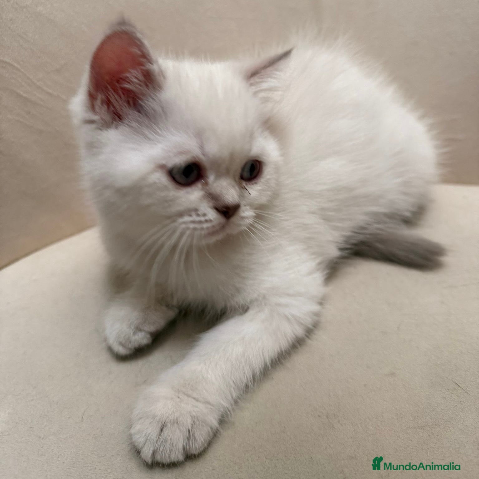 Brasileño de Pelo Corto gatos British Short Hair  - Anuncio 1