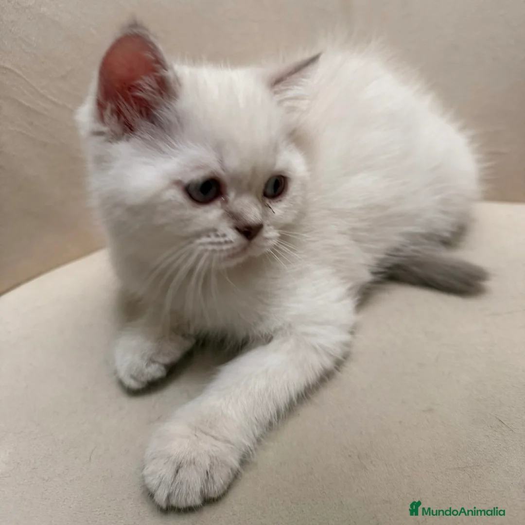 Brasileño de Pelo Corto gatos en venta: British Short Hair  - Anuncio 1
