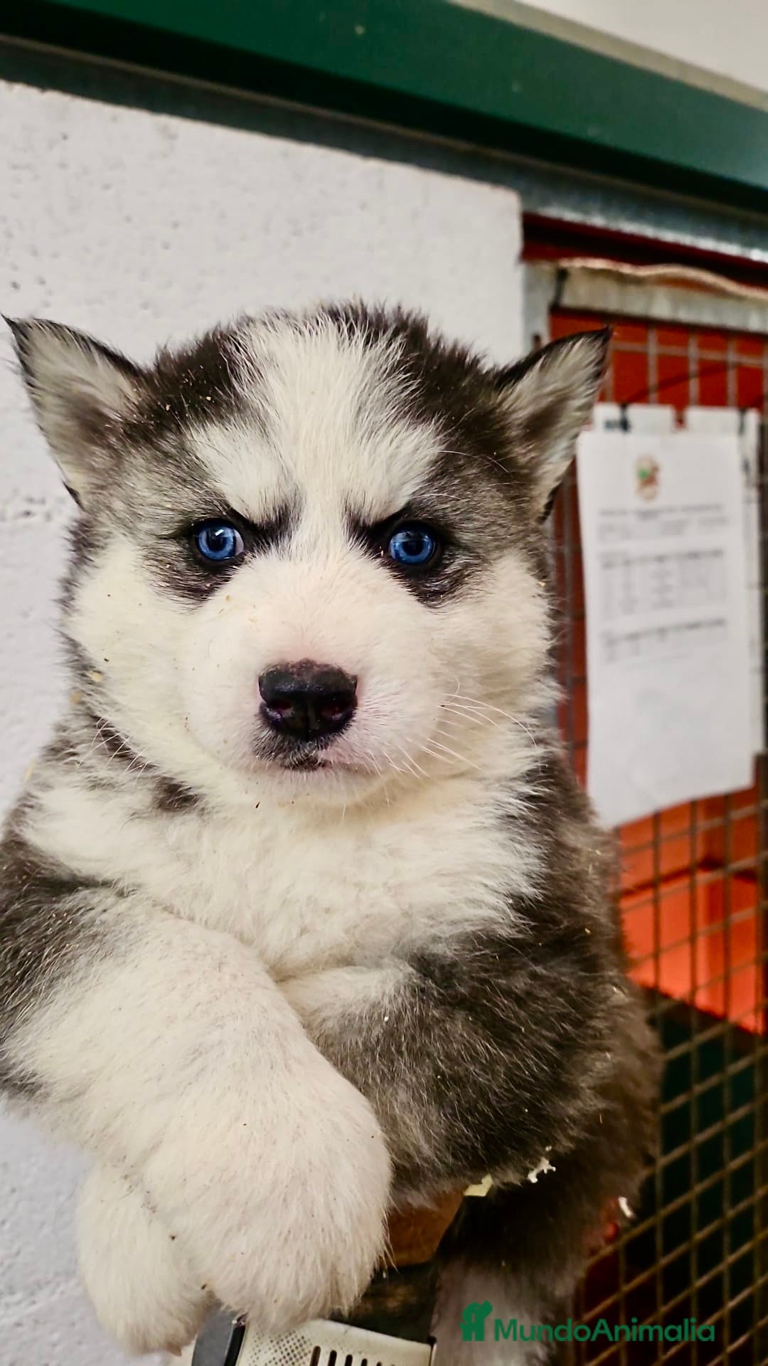 Husky Siberiano perros en venta: CAMADA DE HUSKY SIBERIANO - Anuncio 1