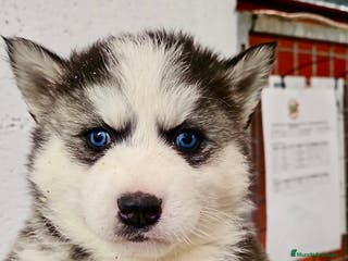 Husky Siberiano perros CAMADA DE HUSKY SIBERIANO - Anuncio 4