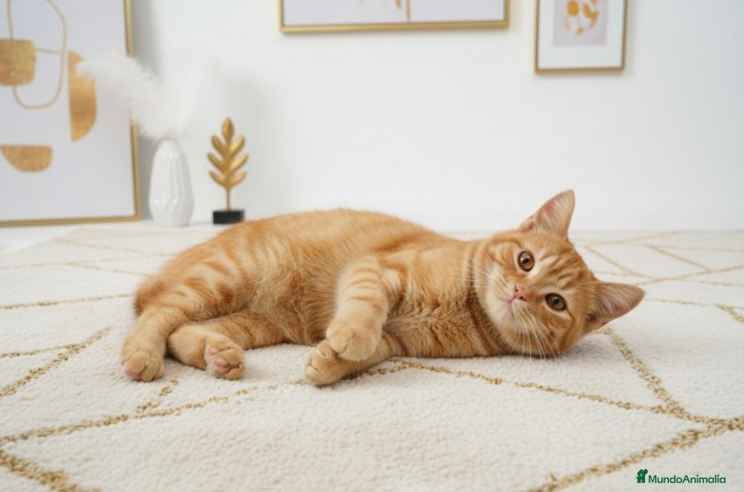 Británico de Pelo Corto gatos Britanico red tabby pelo corto  - Anuncio 13