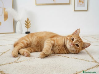 Británico de Pelo Corto gatos Britanico red tabby pelo corto - Anuncio 6