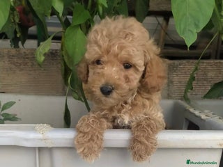 Caniche Toy perros CANICHES TOY BEBÉ MACHOS - Anuncio 8