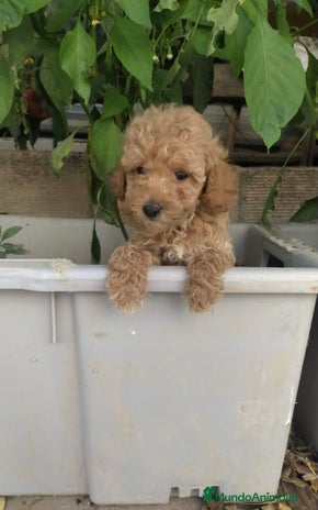 Caniche Toy perros CANICHES TOY BEBÉ MACHOS - Anuncio 6