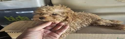 Caniche Toy perros en venta: Caniche rojo toy - Anuncio 5