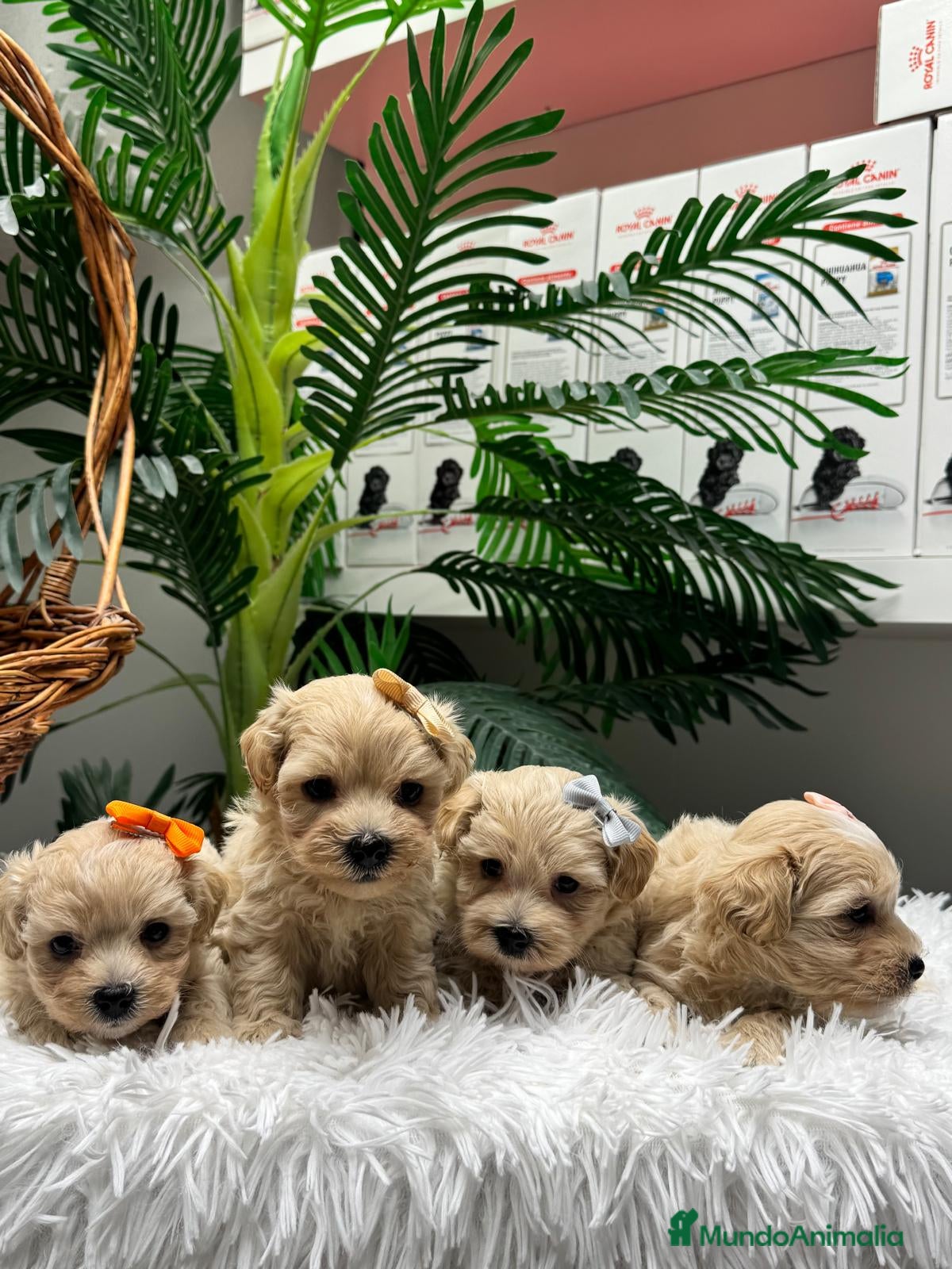 Maltipoo perros en venta: MALTIPOO - Anuncio 16