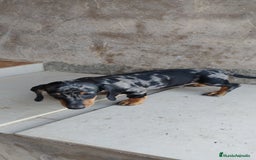 Teckel perros en venta: Macho teckel arlequín plata  - Imagen 2