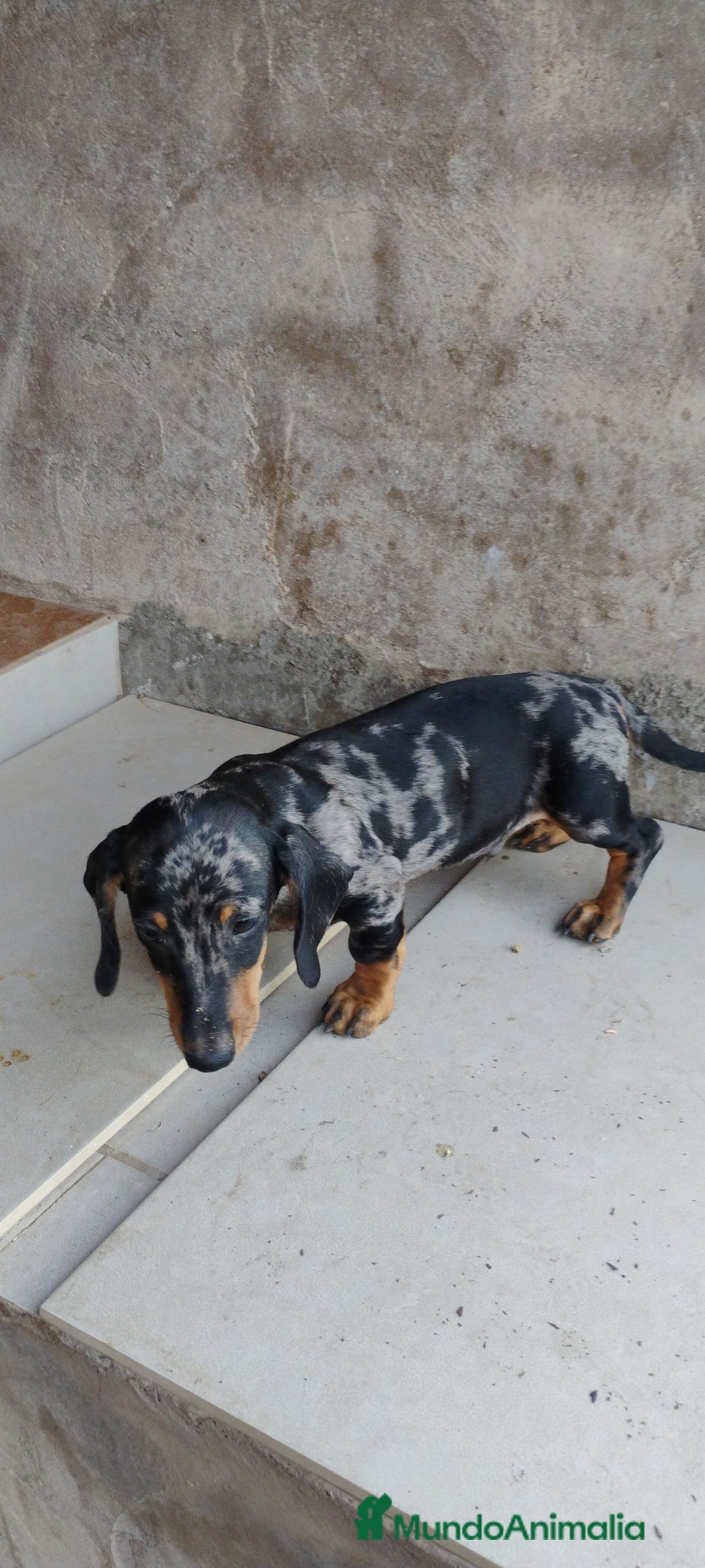 Teckel perros en venta: Macho teckel arlequín plata  - Imagen 2