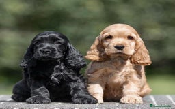 Cocker Spaniel Inglés perros en venta: CACHORROS DE COCKER EXCELENTE MORFOLOGÍA  - Anuncio 2