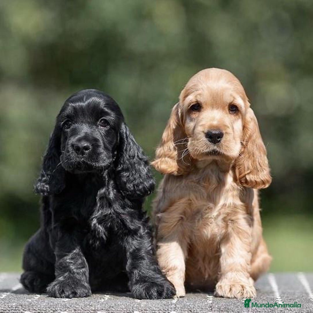 Cocker Spaniel Inglés perros en venta: CACHORROS DE COCKER EXCELENTE MORFOLOGÍA  - Anuncio 2