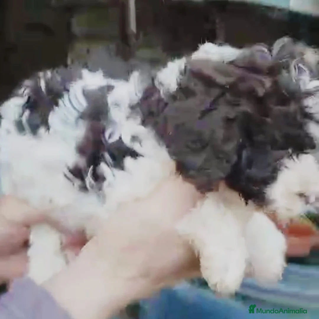 Perro de Agua Español perros en venta: Perro de agua  - Anuncio 6