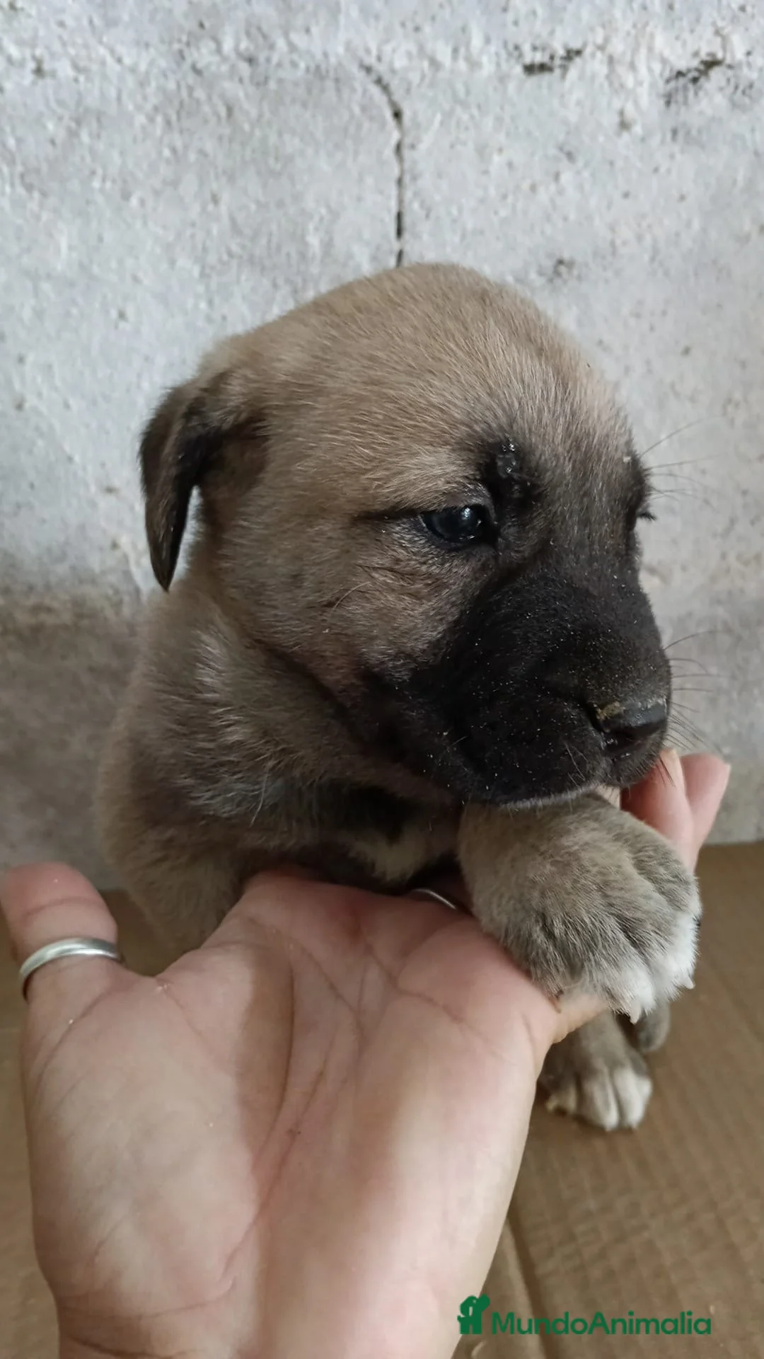 Mastín Español perros en venta: Última mastín disponible para entregar ya!! - Anuncio 1