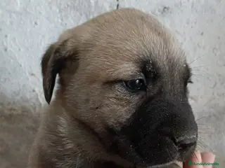 Mastín Español perros Última mastín disponible para entregar ya!! - Anuncio 1