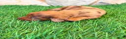 Teckel Miniatura perros en venta: Teckel Miniatura merle chocolate - Anuncio 8