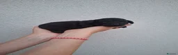 Caniche Toy perros en venta: Caniche toy negro - Anuncio 2
