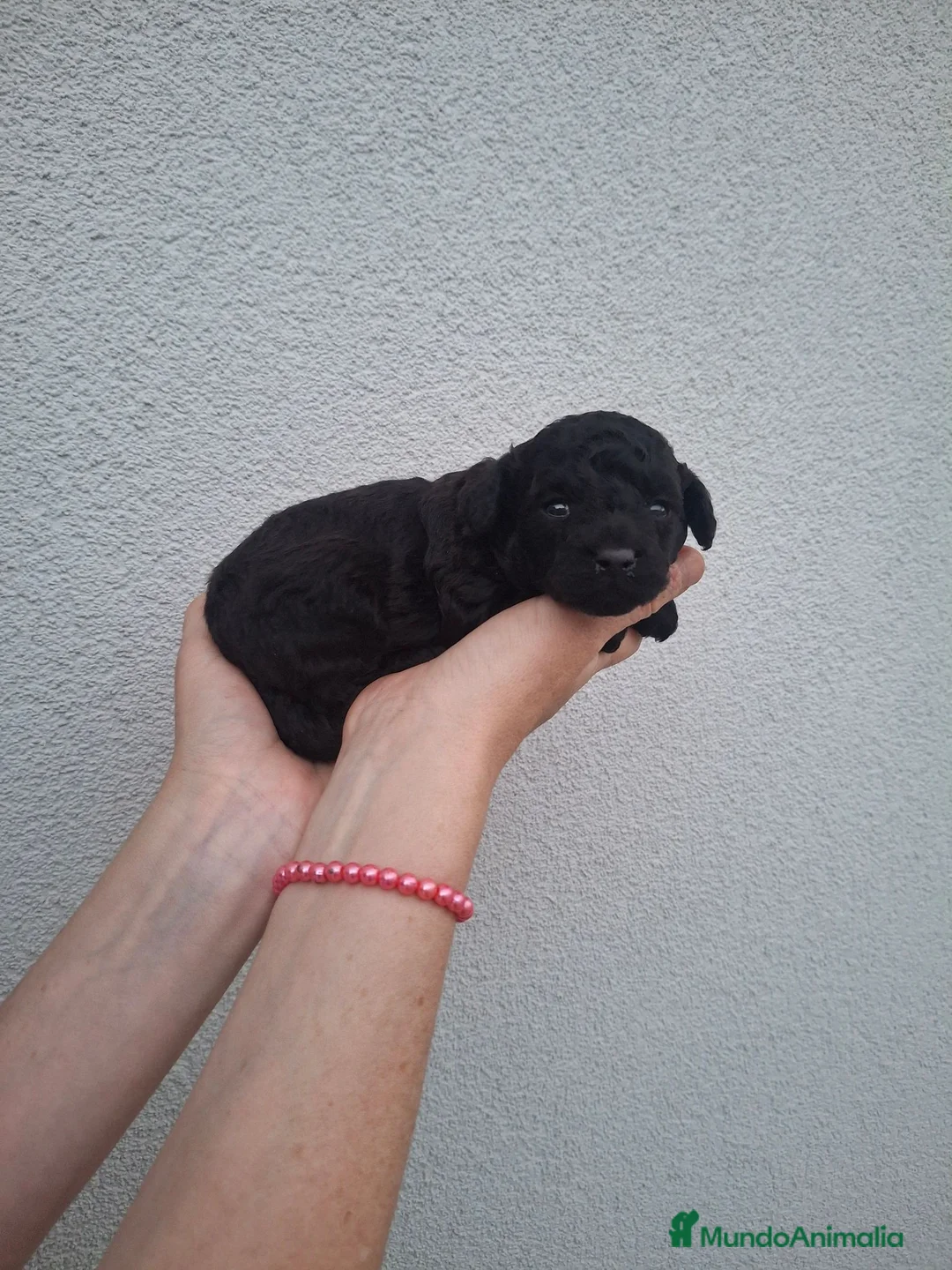Caniche Toy perros en venta: Caniche toy negro - Anuncio 2