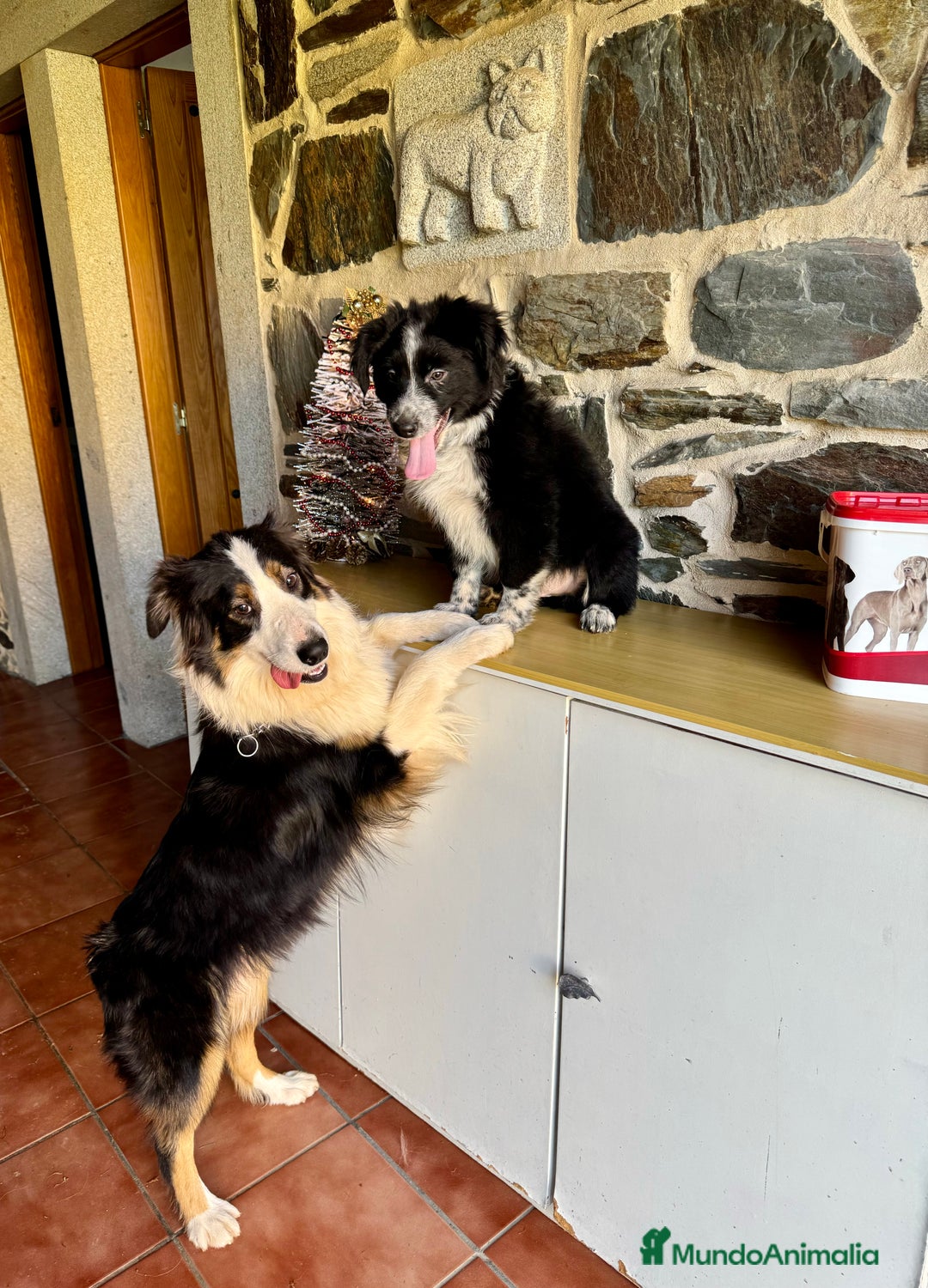 Pastor Australiano perros en venta: Pastor Australiano  - Anuncio 1