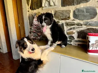 Pastor Australiano perros Pastor Australiano - Anuncio 33