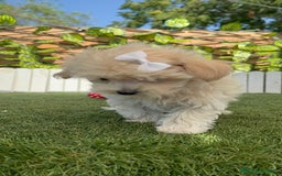 Maltipoo perros en venta: MALTIPOO  - Imagen 3