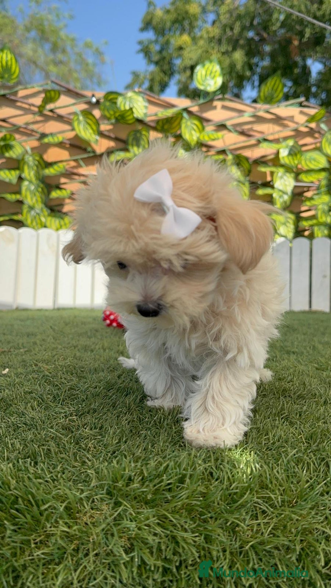 Maltipoo perros en venta: MALTIPOO  - Imagen 3