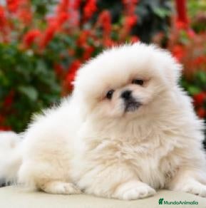 Pekinés perros Exclusivo Pekines Blanco - Anuncio 1
