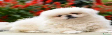 Pekinés 1